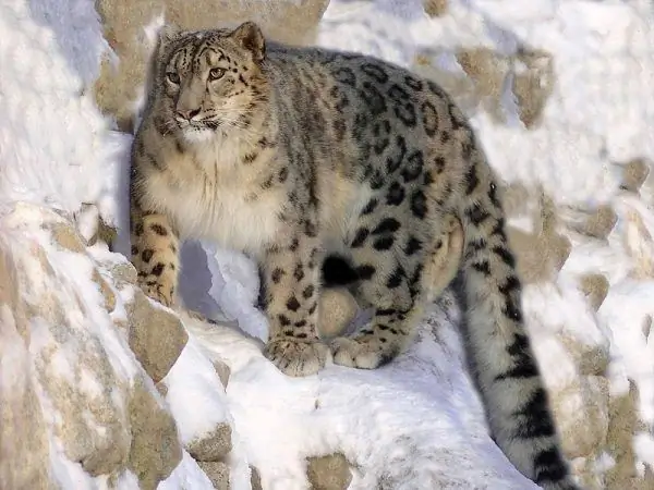 Snow leopard in the snow