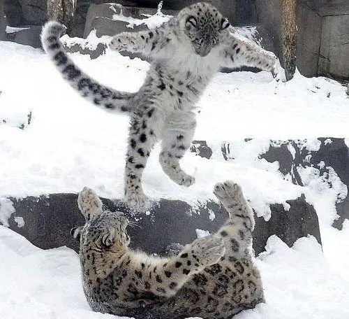 Two snow leopards