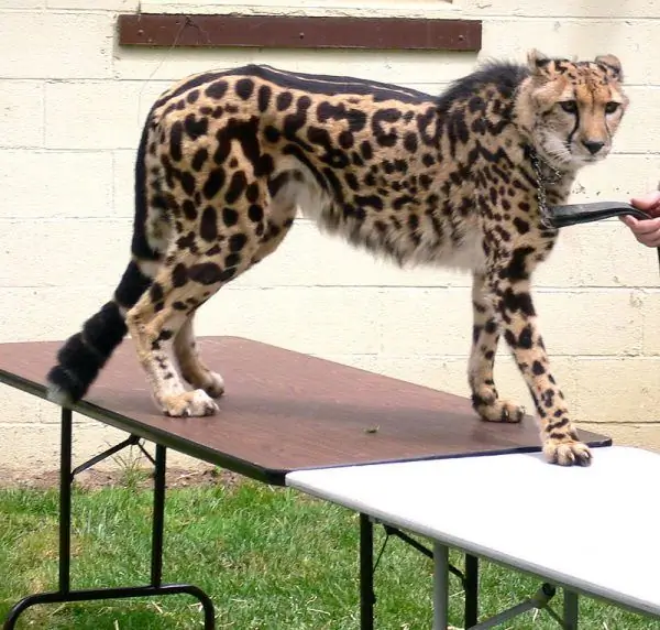 Cheetah kerajaan