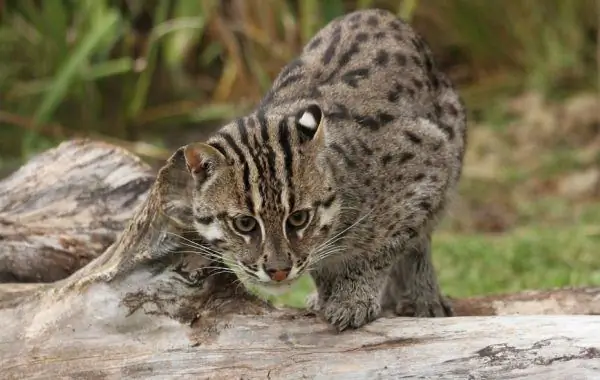 Fishing cat on the hunt