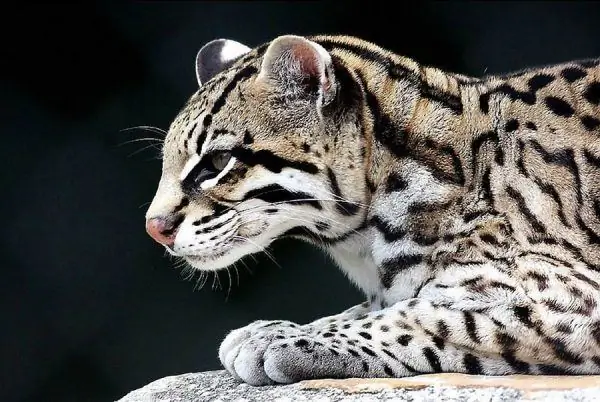 Ocelot lyver