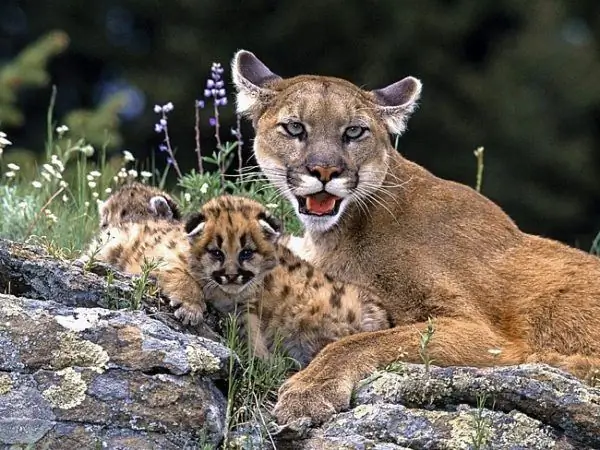 Cougar with cubs