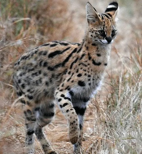 Serval dans la nature