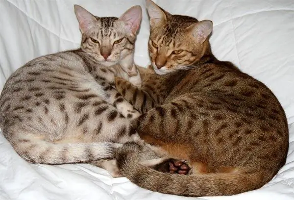 Two bengal cats