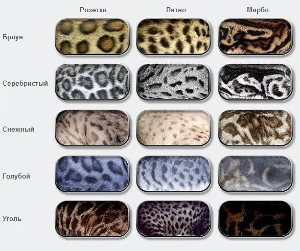 Bengal cat colors