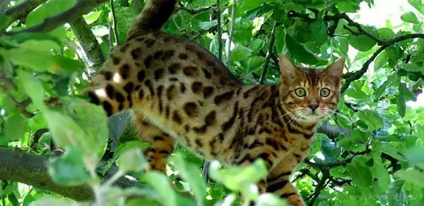 Chat Ussuri sur un arbre