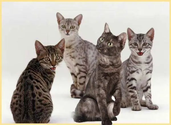 Egyptian Mau, types of colors