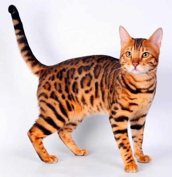 Kucing Toyger