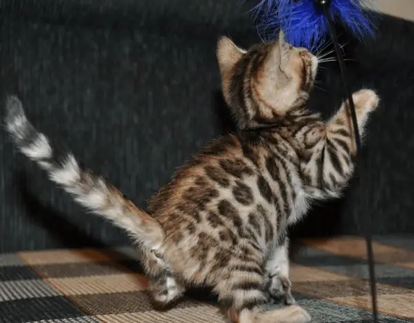 Toyger kitten