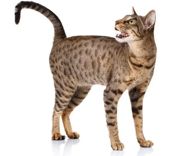 Ocicat ድመት