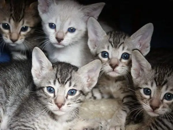 Serengeti kittens