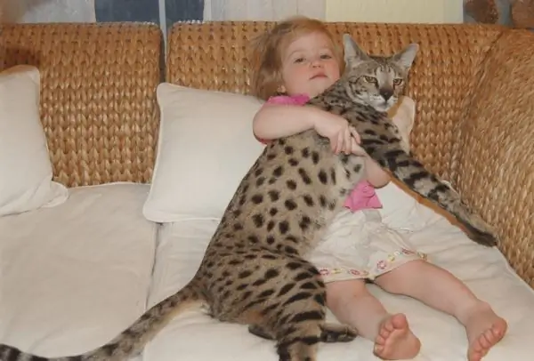 Savannah cat with girl