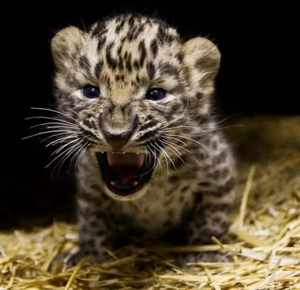 Leopard kitten