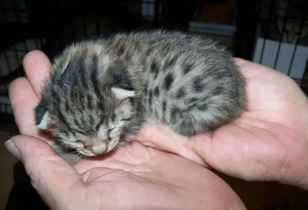 Chaton sur les paumes