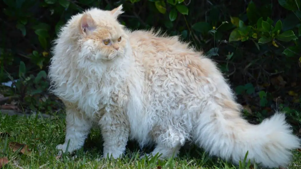 Selkirk Rex: Opis Pasme, Nega In Vzdrževanje, Fotografije, Vzreja Mačk, Izbira Mačk, Ocene Lastnikov