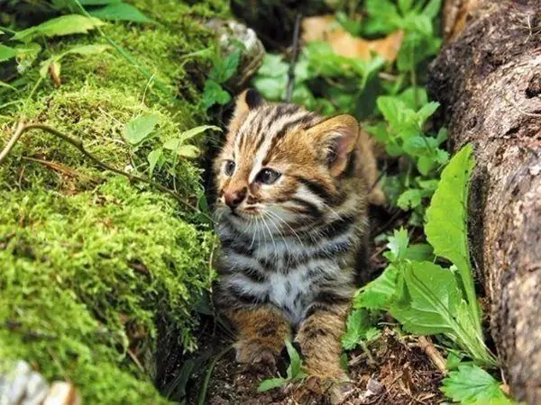 Anak kucing kucing Amur berjalan di sepanjang kemurungan di antara benjolan rawa