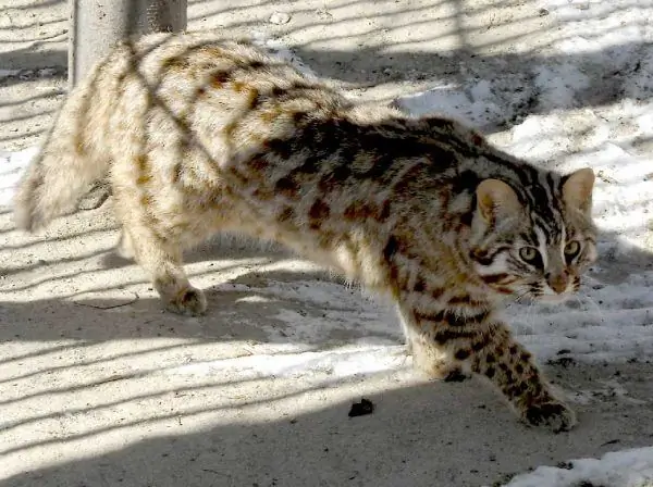 Kucing hutan Amur berjalan melewati area kandang burung