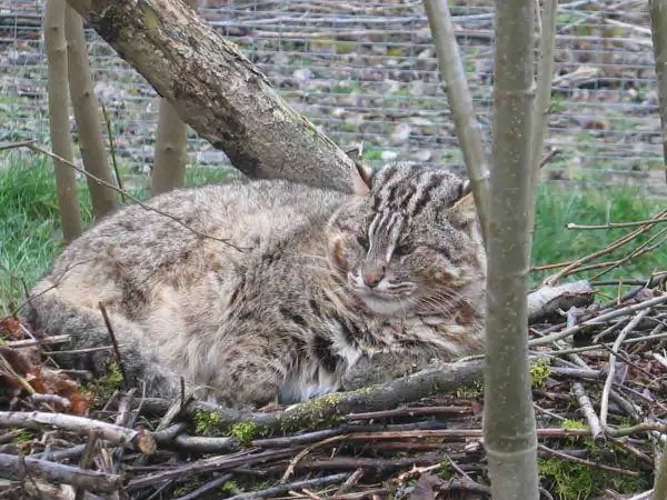 Kucing hutan Amur terletak di dahan di kandang burung