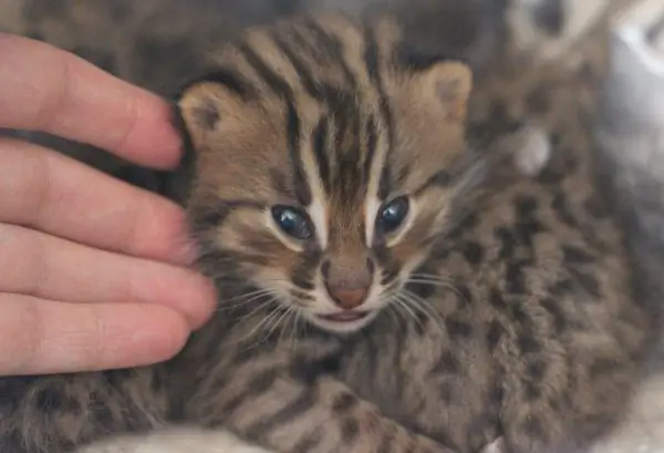 Anak kucing hutan Timur Jauh mengusap tangan manusia