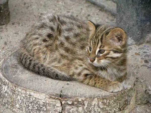 Anak kucing hutan Amur terletak di atas pokok yang ditebang