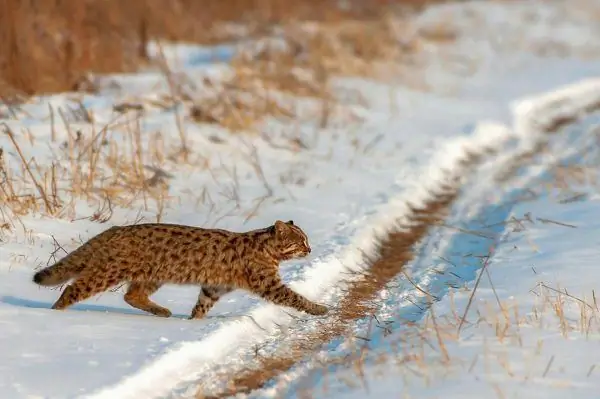 Lesná mačka Amur prechádza cez cestu v zimnom lese