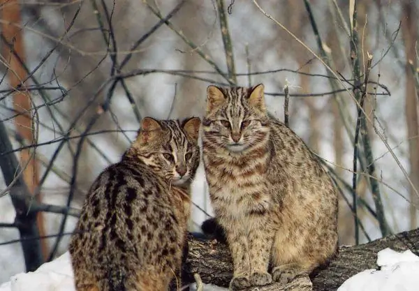 Twee Amur-katte sit in die sneeu