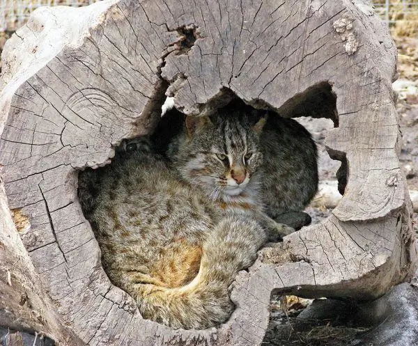 Kucing hutan Amur bersembunyi di rongga pohon