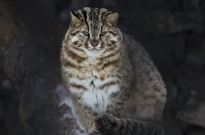 Ďaleká Východná Lesná Mačka (Amur): Ako Vyzerá, Fotografia, Biotop, Držanie V Zajatí