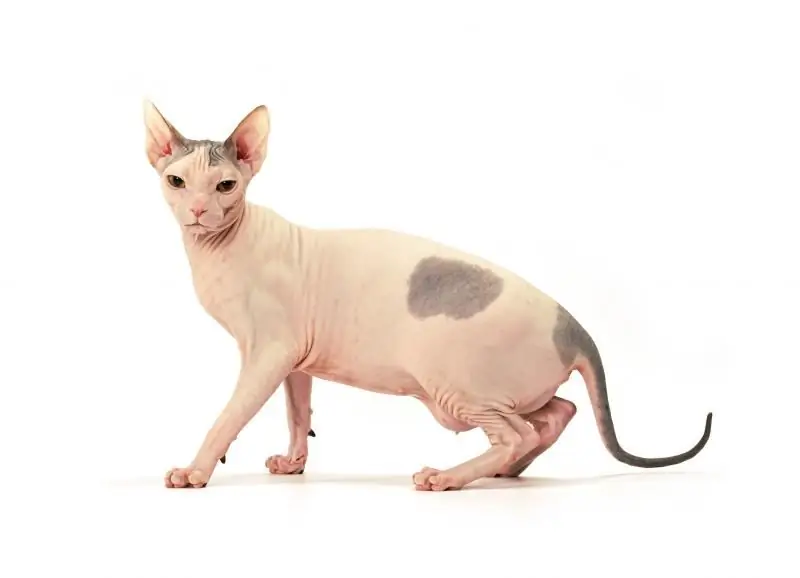 Don Sphynx: Perihalan Penampilan Dan Sifat Baka Brush, Ciri Kucing Velor, Foto, Ulasan