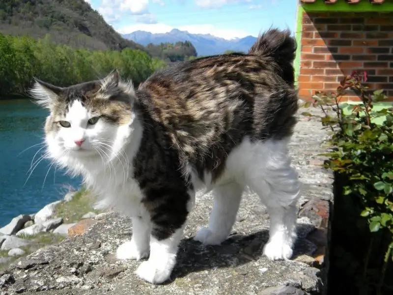 Amerikan Bobtail: Cins Tanımı, Bakımı Ve Bakımı, üreme, Sahip Yorumları, Kedilerin Fotoğrafları