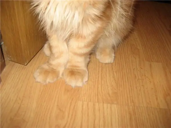 Curvature of paws