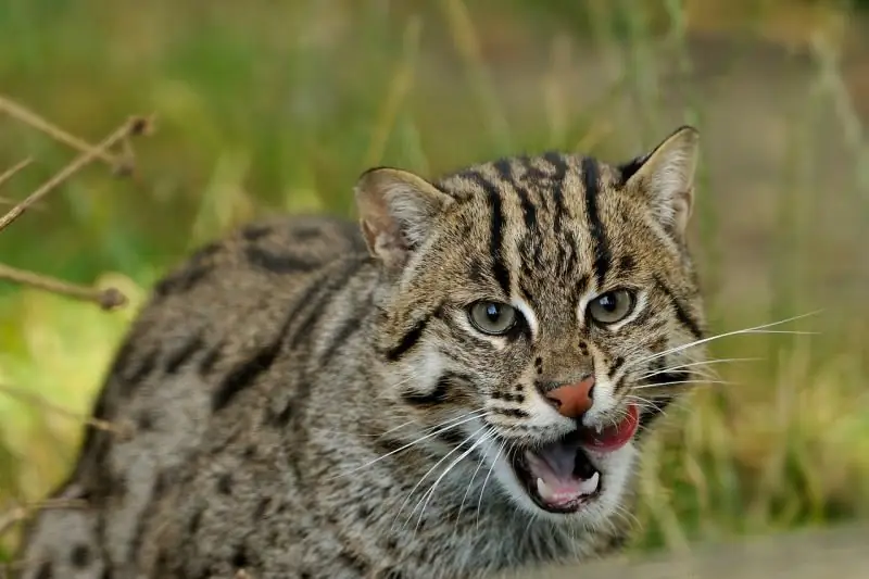 Kucing Cina: Standard Keturunan, Watak Dan Tabiat, Kesihatan Dan Pemakanan, Foto, Habitat, Tetap Dalam Kurungan