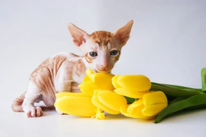 Cornish Rex: Penerangan Tentang Keturunan Dengan Gambar, Watak Dan Tabiat, Penjagaan Dan Penyelenggaraan, Ulasan Pemilik Kucing