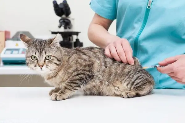 Iniezione muscolare in un gatto