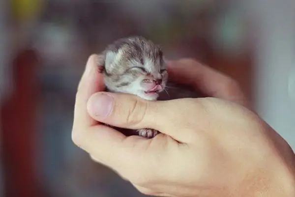 Anak kucing di tapak tangan