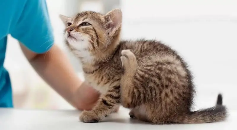 Primera Línea Para Gatos: Instrucciones De Uso, Spray Y Gotas, Indicaciones Y Contraindicaciones, Análogos, Revisiones, Precio