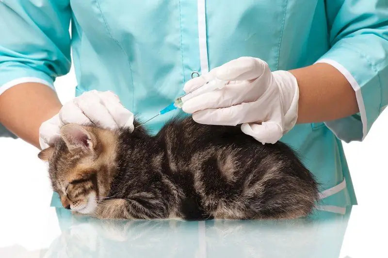 Nobivak Pour Chats Et Chats: Instructions, Prix Du Vaccin, Avis Sur L'utilisation Chez Les Chatons Et Les Animaux Adultes, Analogues