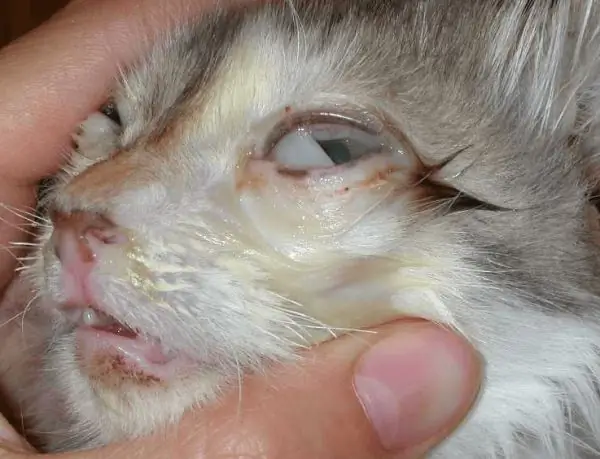 herpes de gato