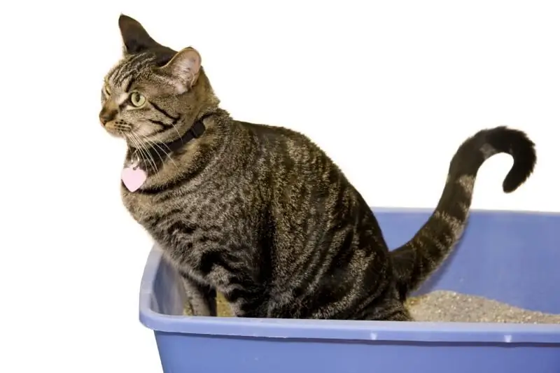 Huile De Vaseline Pour La Constipation Chez Les Chats Et Les Chats: Conseils D'utilisation Chez Les Chatons Et Les Animaux Adultes, Avis