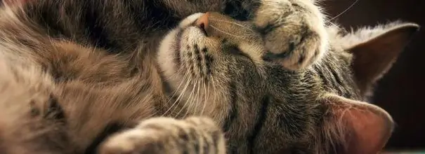 Gray cat lying on its back