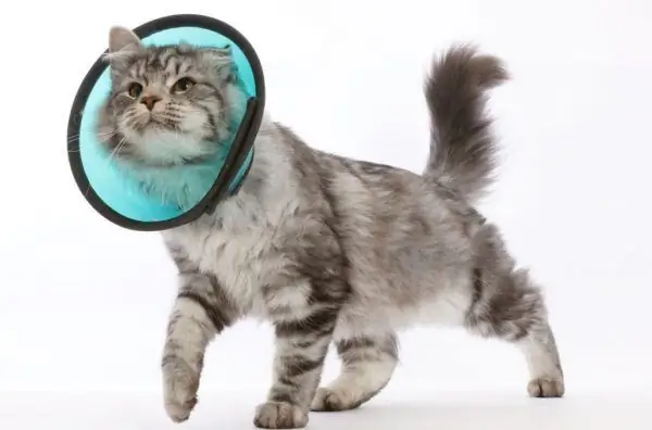 Cat in a protective collar