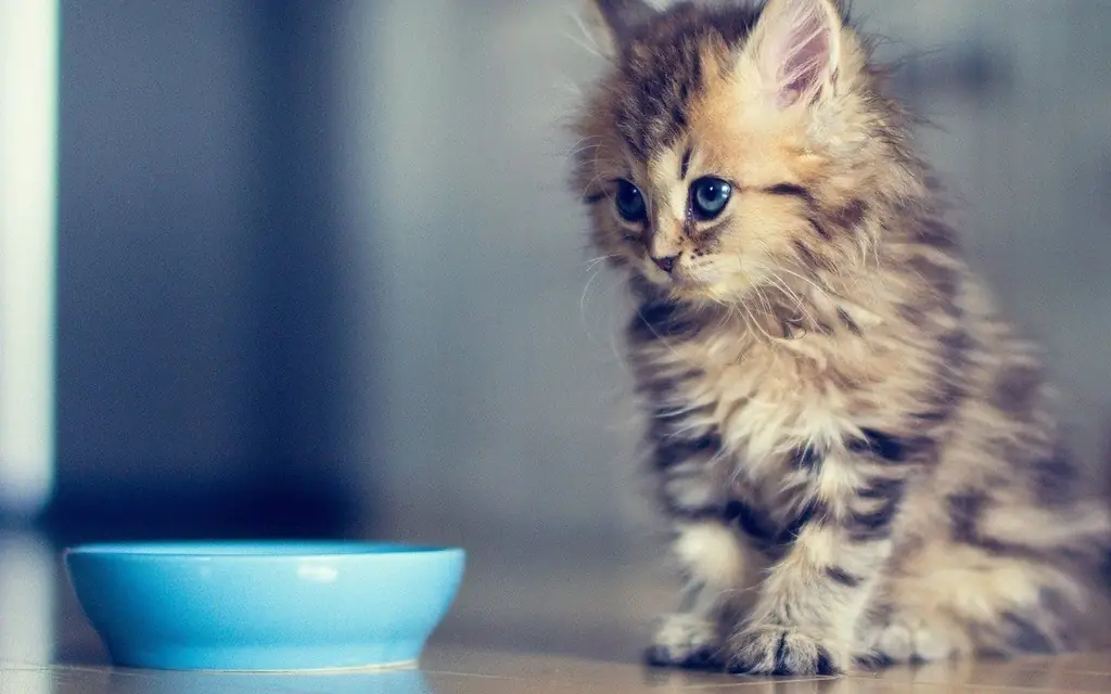 Lebih Baik Memberi Makan Anak Kucing: Makanan Alami, Makanan Kering Dan Basah Yang Sudah Jadi, Makanan Apa Yang Anda Bisa Dan Tidak Bisa, Aturan Makan, Berapa Kali Sehari