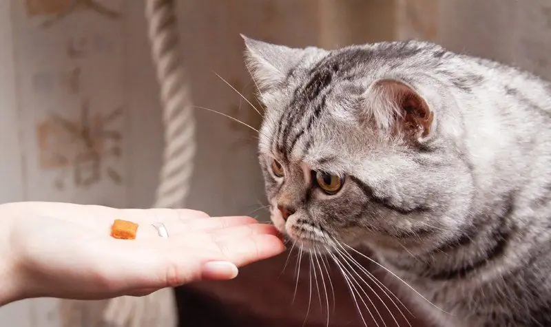 Katten Slutade äta Torrfoder: Varför Inte äta, Vad Man Ska Göra, Hur Man Tränar Och överför Till Ett Annat Veterinärråd