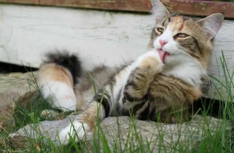 Kattenvoer Voor Ontharing: Wanneer Het Nodig Is, Hoe Het Werkt, Populaire Merken, Beoordelingen Van Dierenartsen En Eigenaren