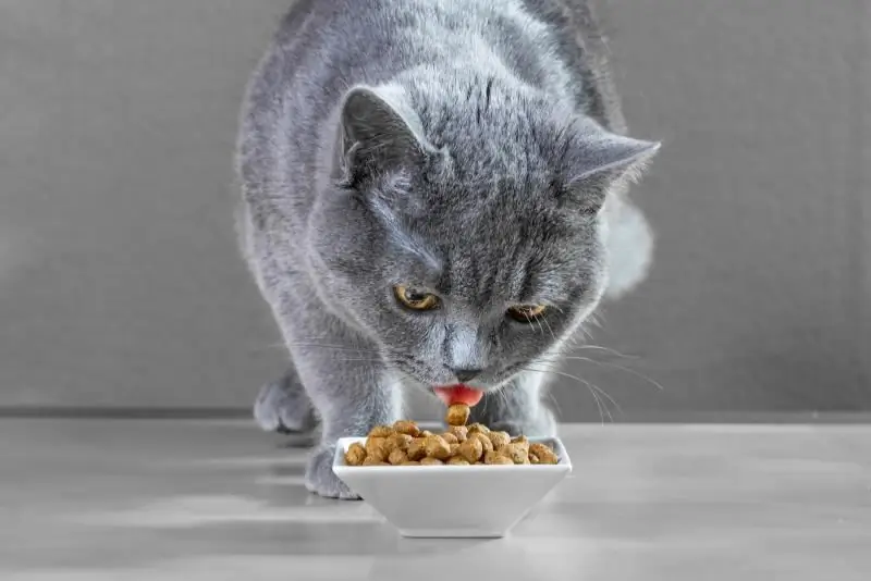 Aliments Médicinaux Pour Chats Souffrant De Maladies Gastro-intestinales Et De Digestion Sensible: Examen Des Marques Populaires, Avis Des Vétérinaires Et Des Propriétaires