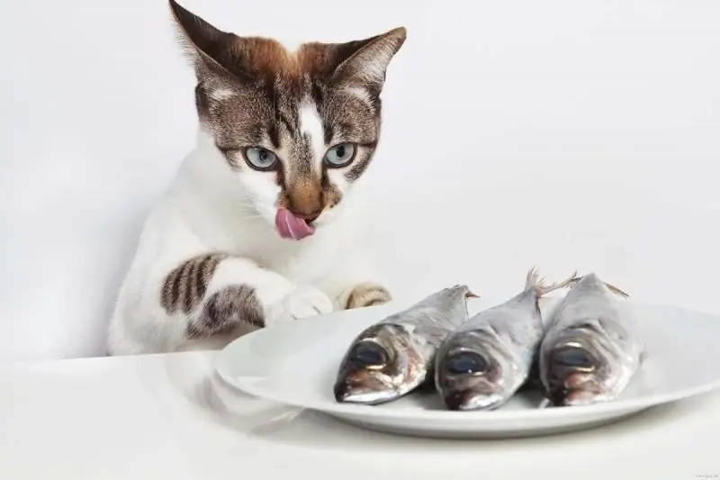 How To Wean A Cat From Dry Food: Basic Weaning Rules And Common Mistakes, Advice From Owners And Veterinarians