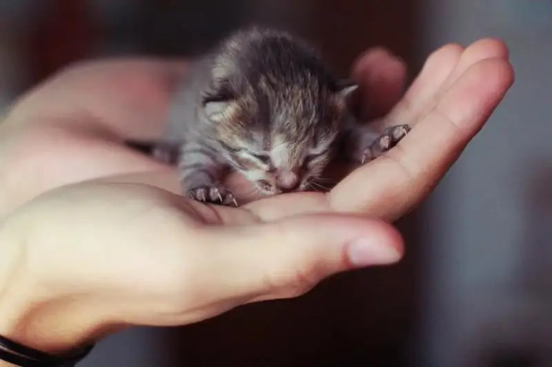 Cara Memberi Makan Anak Kucing Pada Usia 1 Bulan Tanpa Kucing: Cara Memberi Makan Kucing Yang Baru Lahir Di Rumah, Cadangan Doktor Haiwan