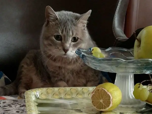 Kucing dan lemon