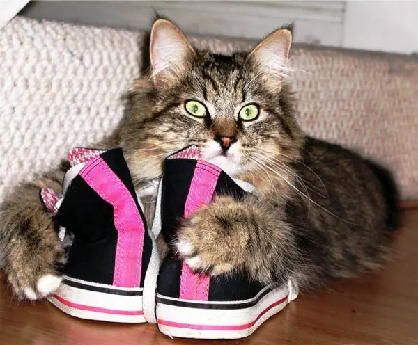 Kat en sneakers