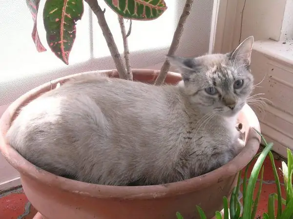 Gato em um vaso com uma flor